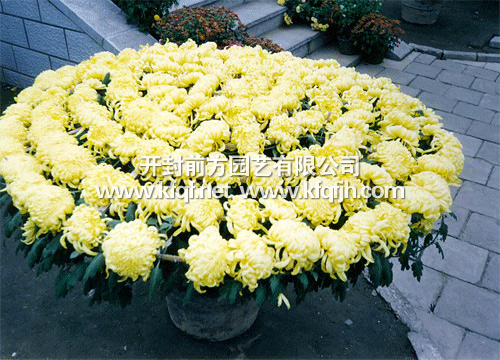 菊花造型之单株造型